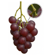 Screenshot 2025-12-03 alle 14.18.20.png